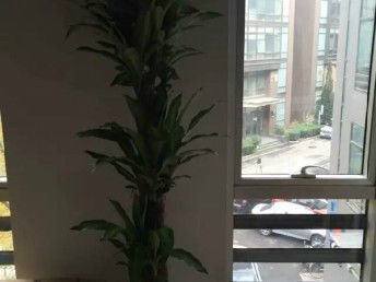 汇通花卉租摆服务公司 天津花鸟鱼虫市场中的专业花卉养护