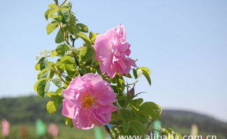 花中皇后 大马士革玫瑰精油的全面指南——价格、厂家、图片与苗木种植