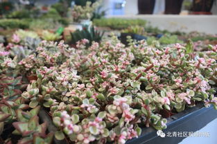 八里桥市场水产花卉厅重装开业，市场搬迁计划暂缓引关注