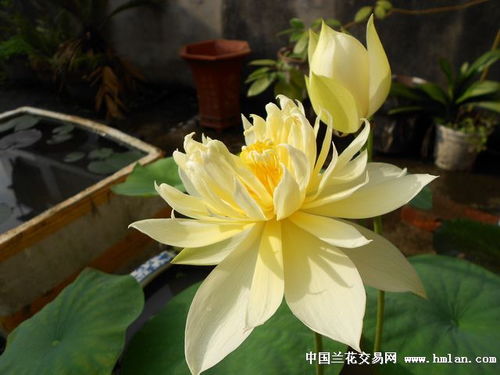 精品碗莲与其他花卉苗木的种植魅力