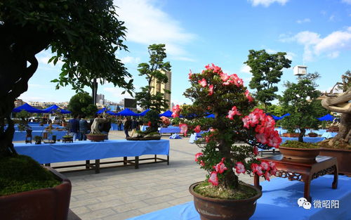 昭阳创园杯 家门口的奇花异石，邀你共赏苗木种植之美