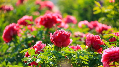 618热度减退，半亩花田如何凭借苗木种植逆势增长？