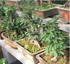 古桩雅韵与林间繁花 盆景艺术与苗木种植的产业魅力