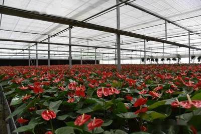 2021年全国花卉产销形势深度剖析 盆栽植物与苗木种植产业发展报告