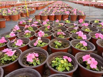 玉沣花卉现代农业产业园 60万盆鲜花浓情绽放，苗木种植助推产业升级