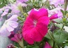 青州矮牵牛批发指南 市场价格、供应优势与选购要点