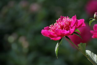 花卉习作与苗木种植 从笔端到泥土的艺术实践