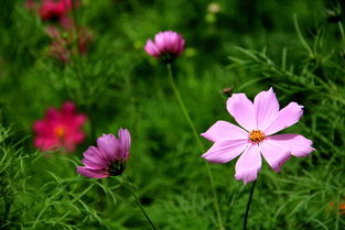 花卉苗木种植 从选种到繁育的全程指南