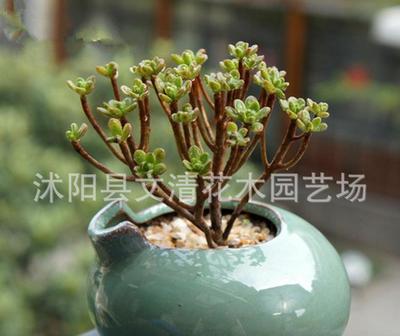 批量采购仙人掌多肉 引进日本品种，净化办公桌面的室内盆栽新宠